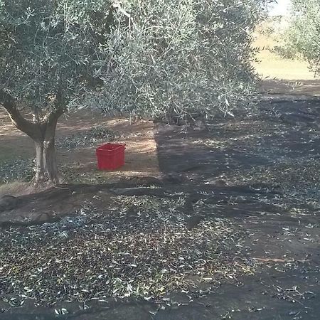 Casale Del Tiglio Cerveteri Ngoại thất bức ảnh