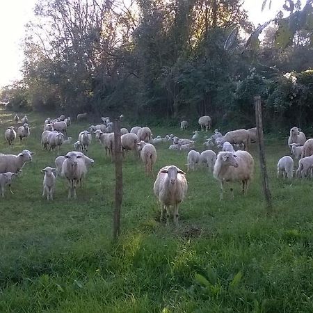 Casale Del Tiglio Cerveteri Ngoại thất bức ảnh