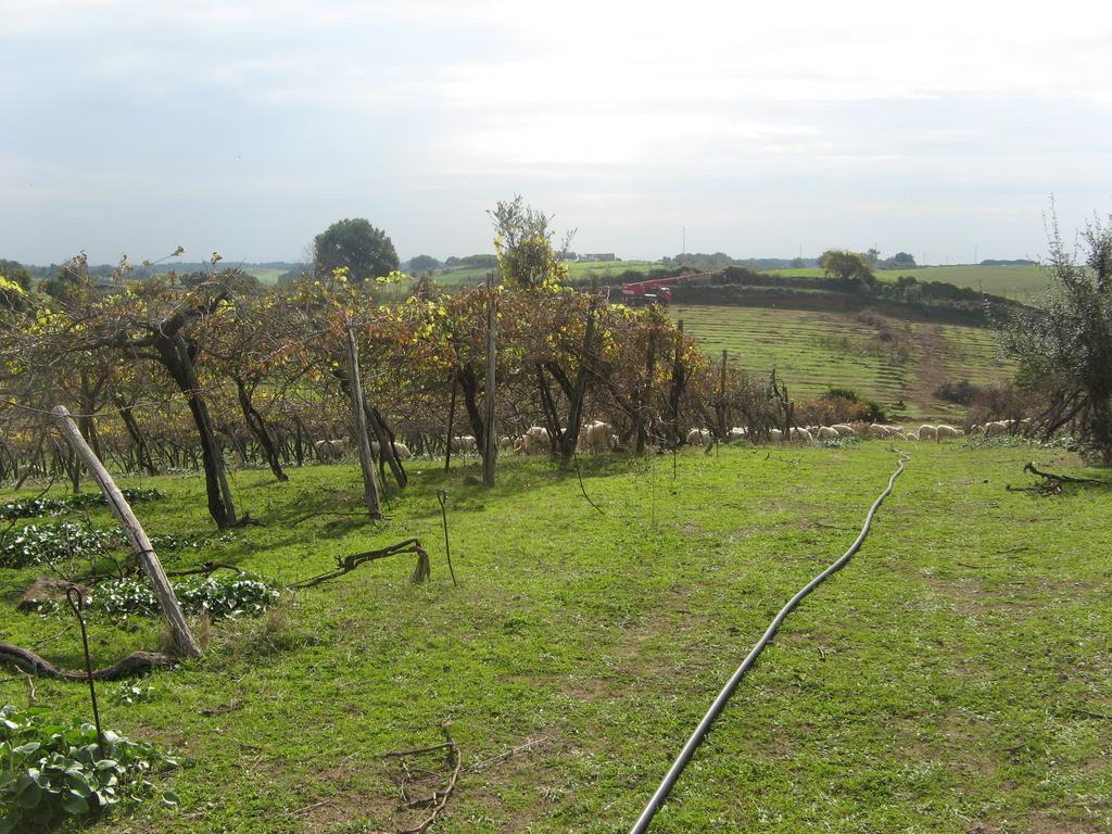 Casale Del Tiglio Cerveteri Ngoại thất bức ảnh
