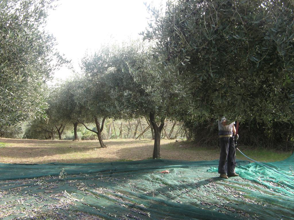 Casale Del Tiglio Cerveteri Ngoại thất bức ảnh