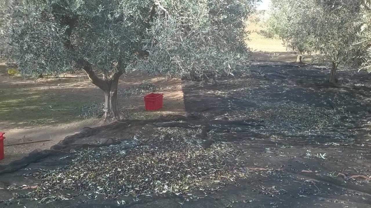 Casale Del Tiglio Cerveteri Ngoại thất bức ảnh