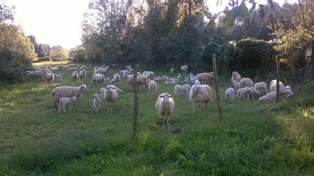 Casale Del Tiglio Cerveteri Ngoại thất bức ảnh