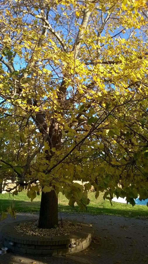Casale Del Tiglio Cerveteri Ngoại thất bức ảnh